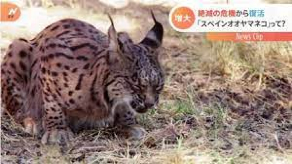 スペインオオヤマネコ 絶滅危機の崖から這い上がる Easy News Easy Japanese Todai Reader