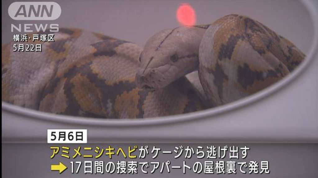 主思い