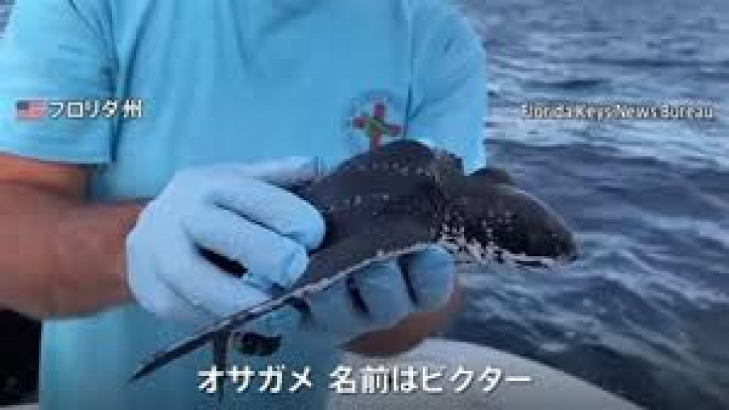 甲羅のない絶滅危惧種のオサガメ フロリダの海へ Easy News Easy Japanese Todai Reader