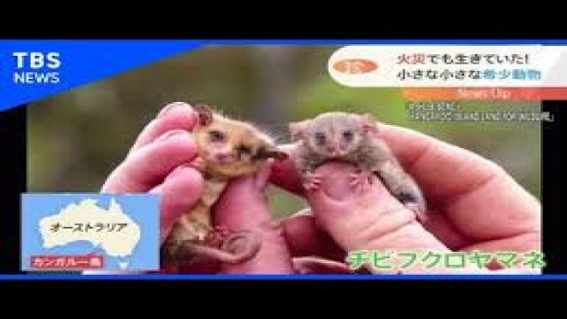 超かわいい 森林火災を生き延びた極小の有袋類が見つかる Easy News Easy Japanese Todai Reader