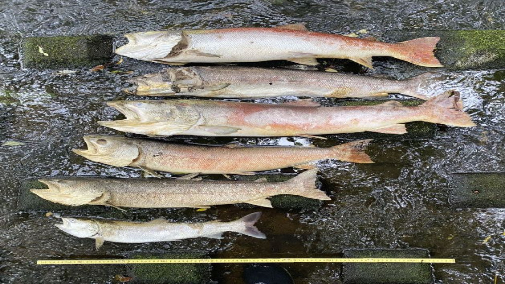 幻の魚 イトウ大量死 北海道 暑さで酸欠か 宗谷地方の河川 Easy News Easy Japanese Todai Reader