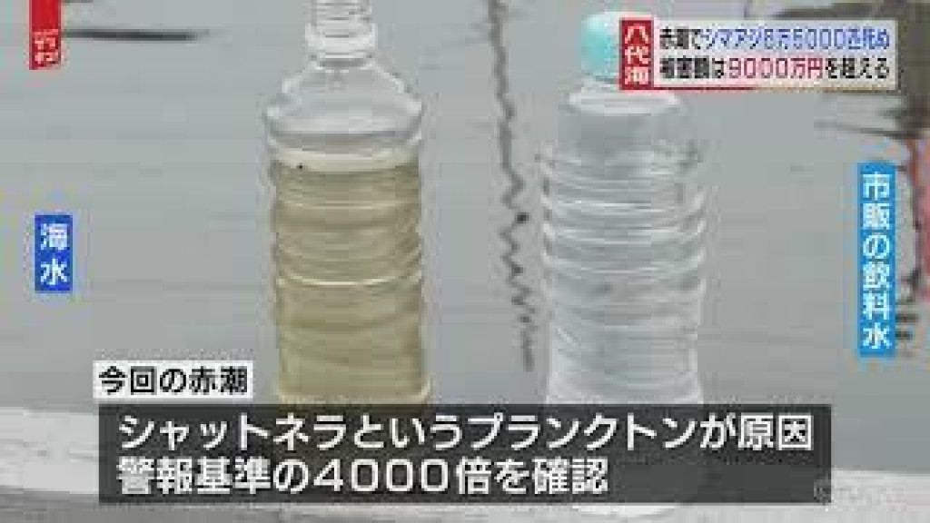 八代海の赤潮 魚６万５０００匹死ぬ Easy News Easy Japanese Todai Reader